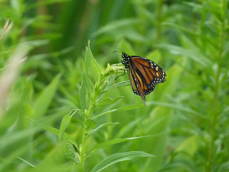Butterfly, Monarch, Monarch Butterfly, butterfly, monarch, insect, orange, black, bug, macro, garden