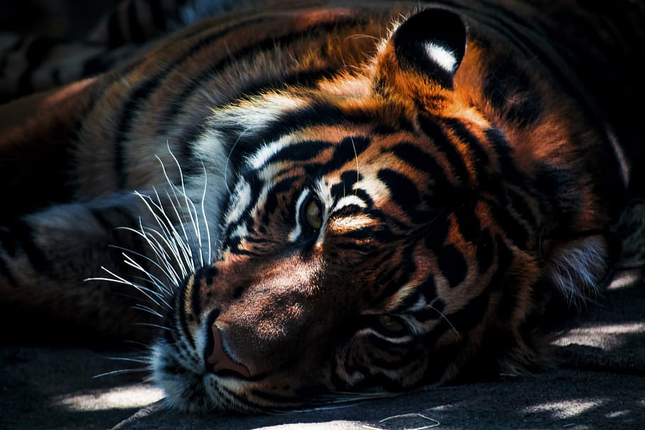 close-up photography, lying, tiger, cat, animal, wildlife, carnivore, stripes, mammal, undomesticated Cat