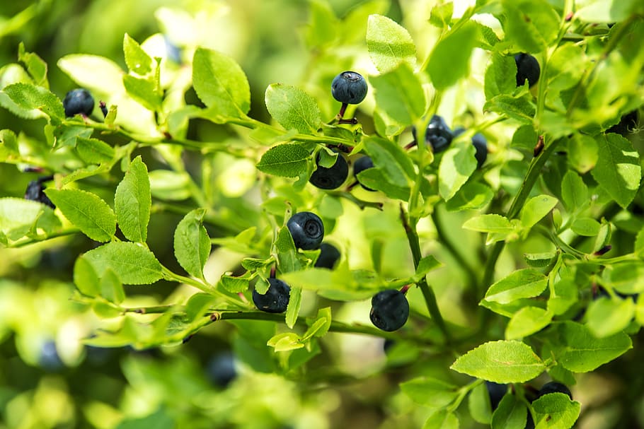 blueberry fruit, blueberry forest, undergrowth, forest fruits, berries, jagoda, sunny, eat, natural food, fresh fruit