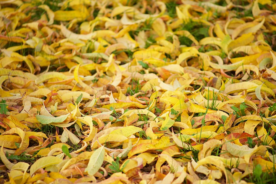 Fall, Yellow, Autumn Leaves, leaves, nature, dead leaf, autumn, autumn leaf, art autumn, dry leaves