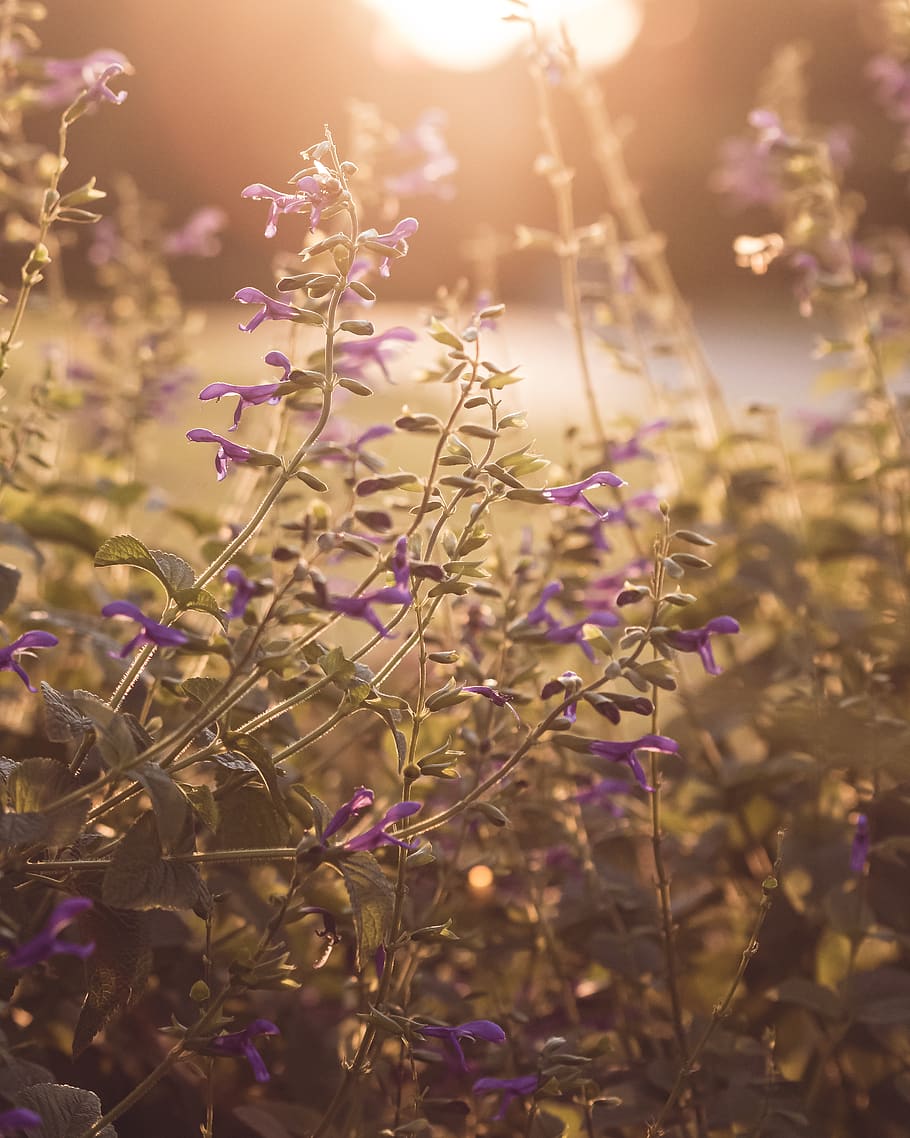 purple, flowers, sunlight, nature, garden, plants, fresh, wild, leaf, petals