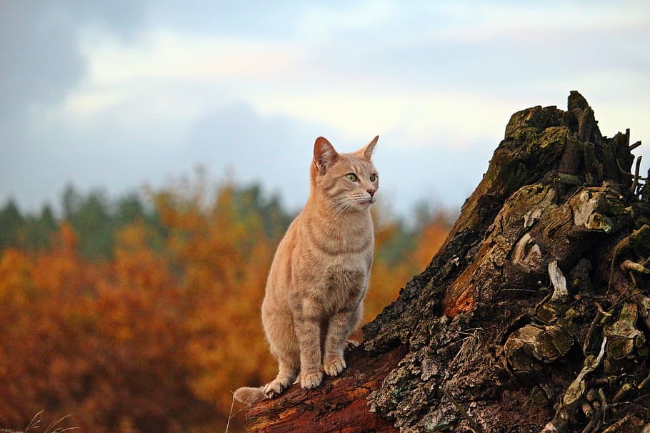 oranye, kucing betina, berdiri, batang pohon, Kucing, Makarel, mieze, musim gugur, kucing domestik, kucing ras