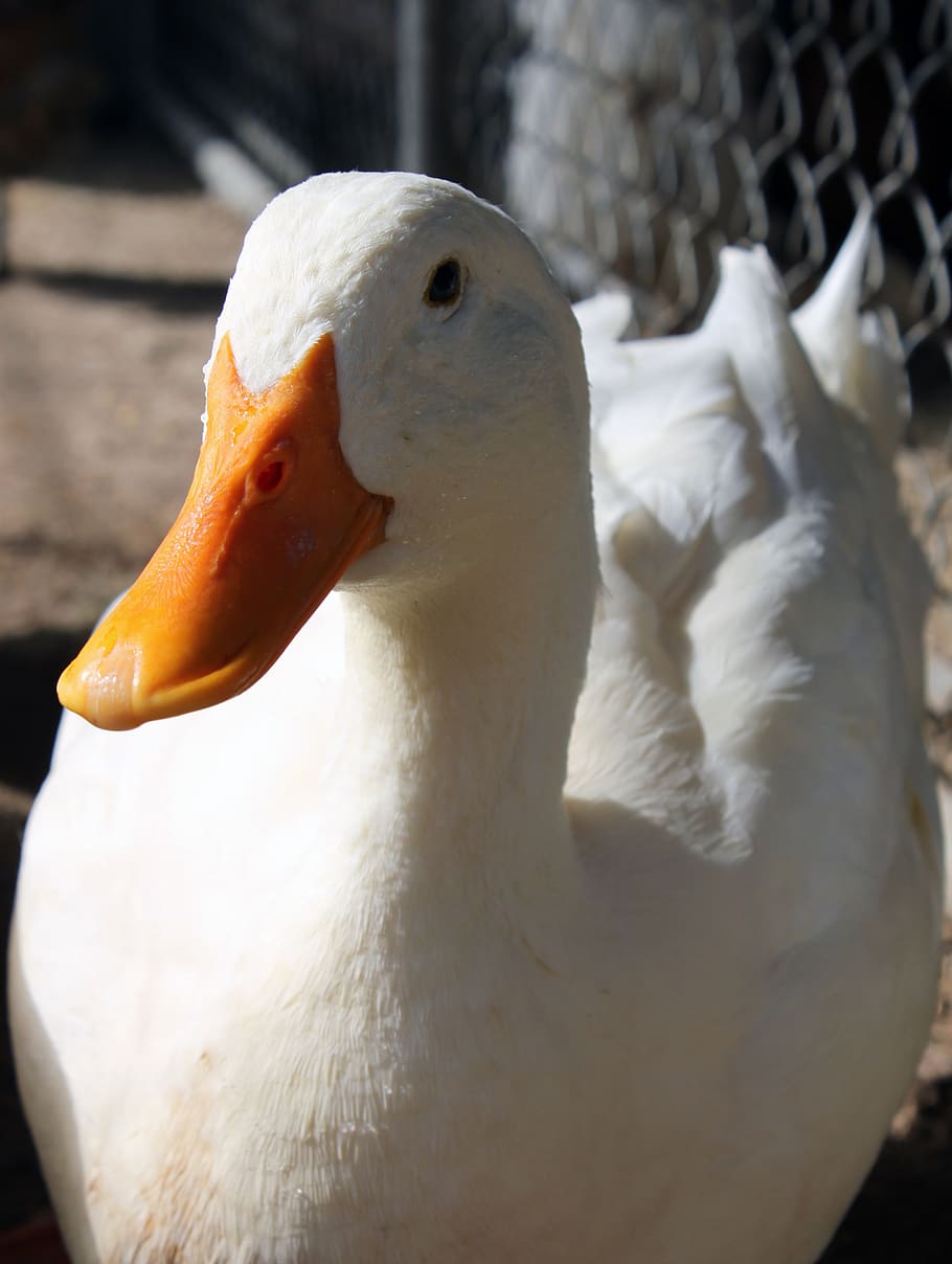 duck, pekin, white, older, bill, feathers, fowl, bird, attitude, farm