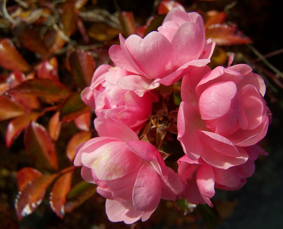 rosa, arbusto, rosal, flor, flor rosa, inflorescencia floreciente, color rosa, peonía, pétalo, planta