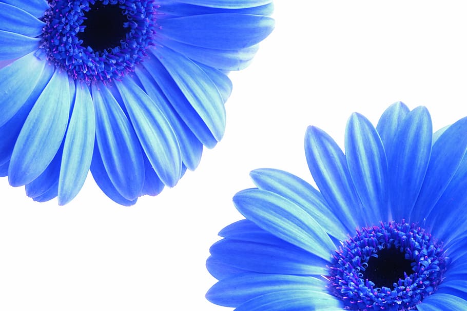 dos flores azules, flores, pétalos, azul, primavera, naturaleza, flor de primavera, planta, floral, verano