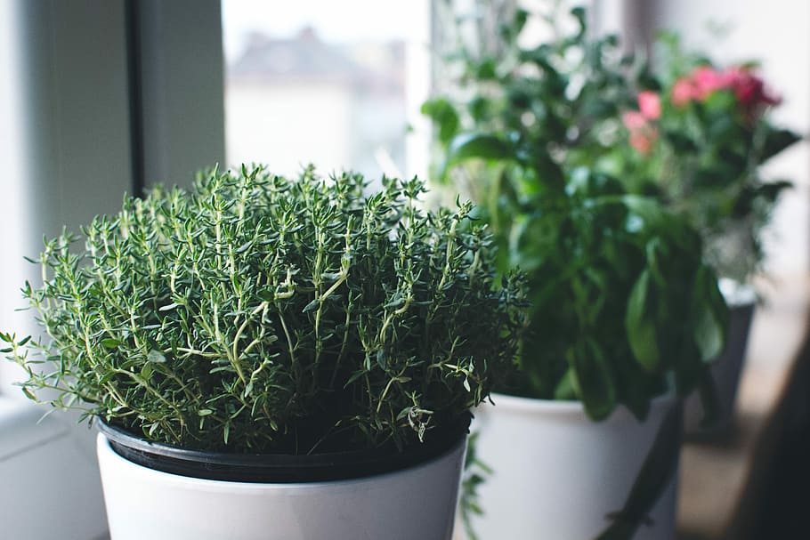thyme, jendela, segar, close up, hijau, herbal, tanaman, pot bunga, bunga, alam