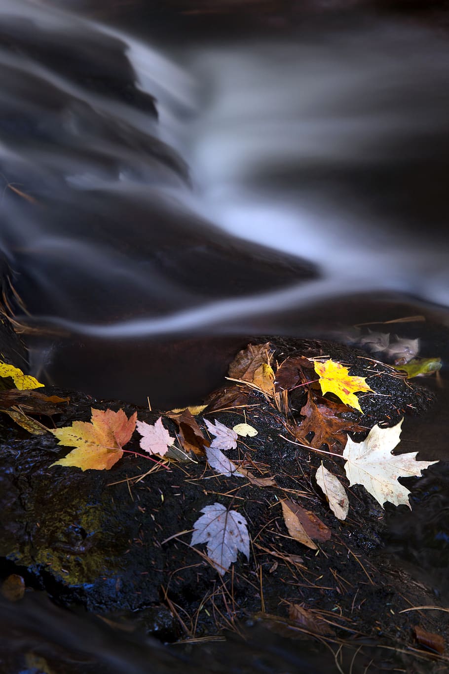 musim gugur, Daun-daun, sungai, air, aliran, jatuh, dedaunan, musim, basah, alam