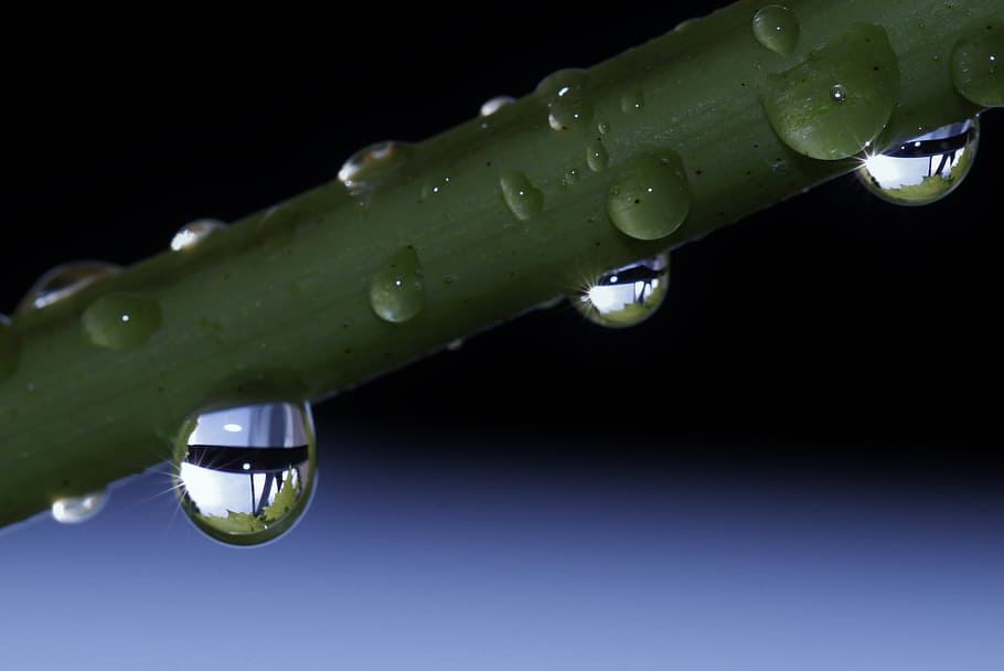 drip, raindrop, drop of water, beaded, close, nature, water, macro, surface tension, mirroring
