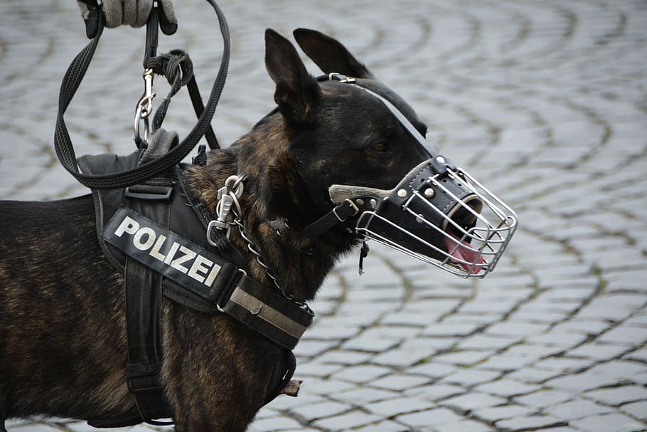 pastor holandés, hocico del perro, arnés, policía, perro policía, hocico, perro, guía del perro, ninguna persona, día