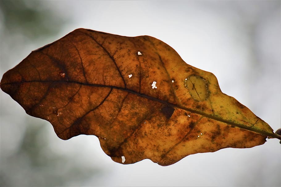autumn, oak leaf, lived, november, vanishing, leaf, plant part, close-up, leaf vein, nature