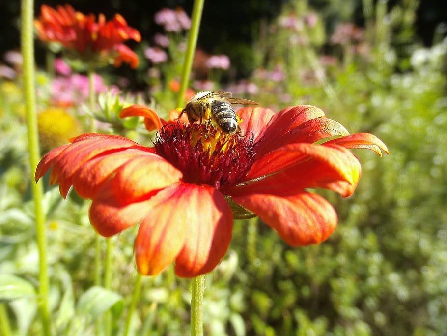 honeybee, pollinator, insect, flower, dahlia, bug, pollination, bee, nature, wildlife