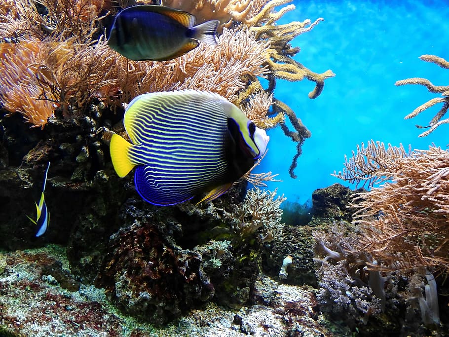 biru, tang, di samping, karang, ikan, bawah air, akuarium, air, ikan hias, eksotis