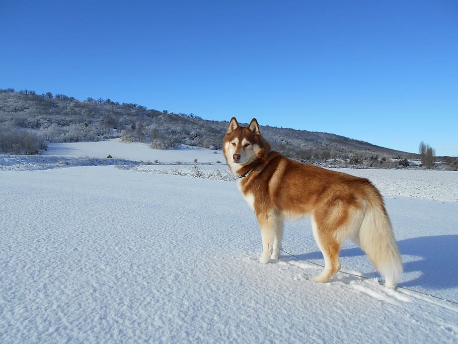 marrón, blanco, siberiano, husky, nieve, husky siberiano, perro, mascota, inuki, un animal