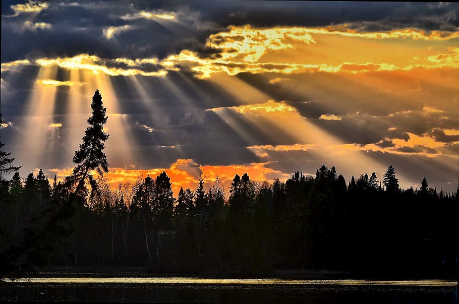 silhouette, pine trees, orange, sunset, tree, nature, landscape, clouds, sky, twilight