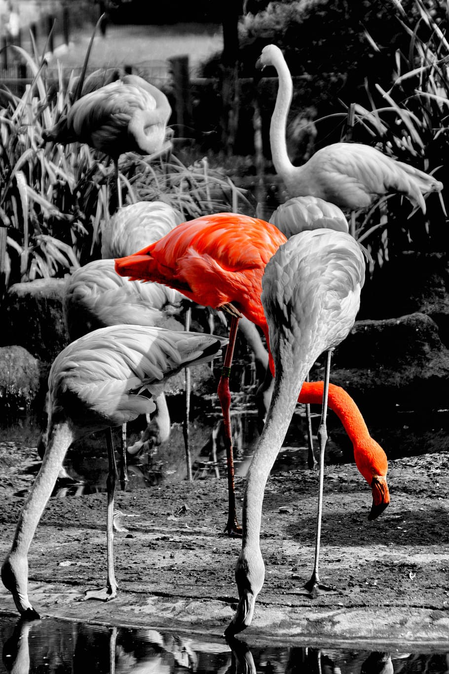 flamingo, animal, pink, zoo, bird, plumage, vertebrate, animal themes, animal wildlife, animals in the wild