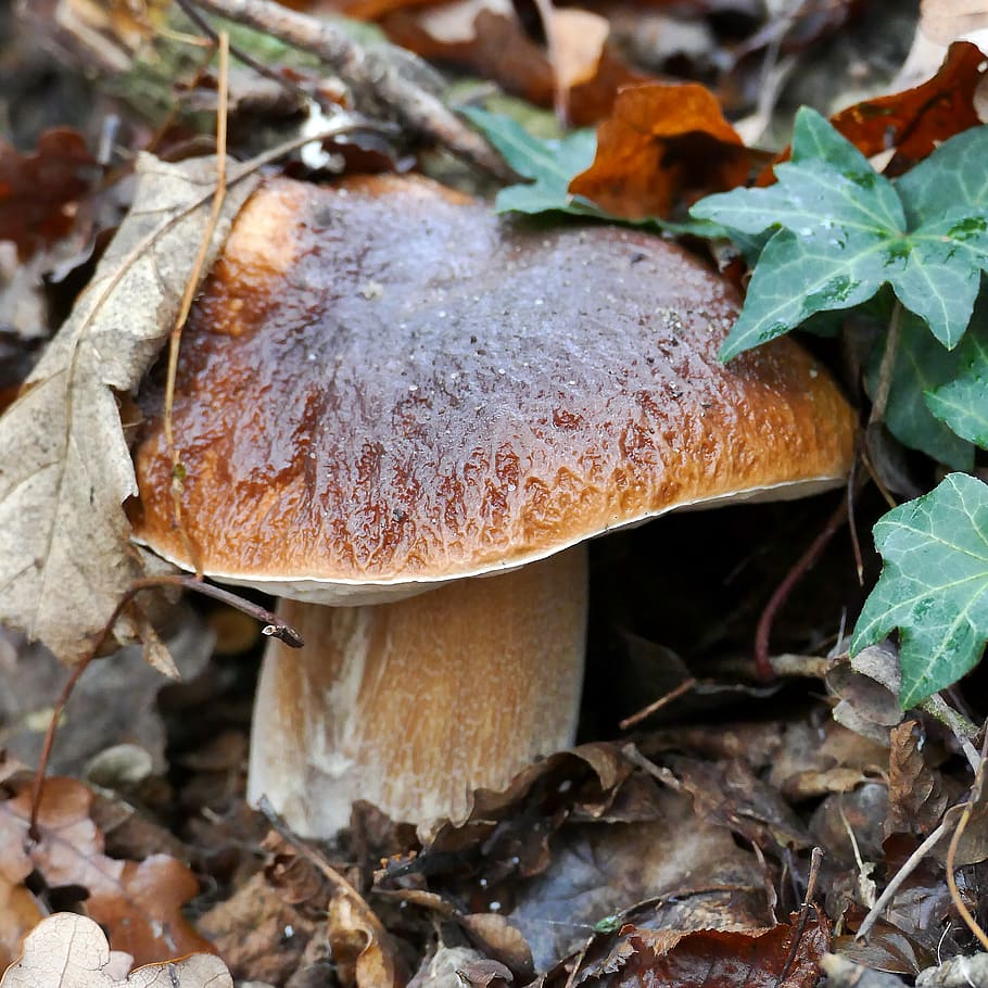 cep, mushroom, rac, noble rot, herrenpilz, edible, forest, autumn, nature, food