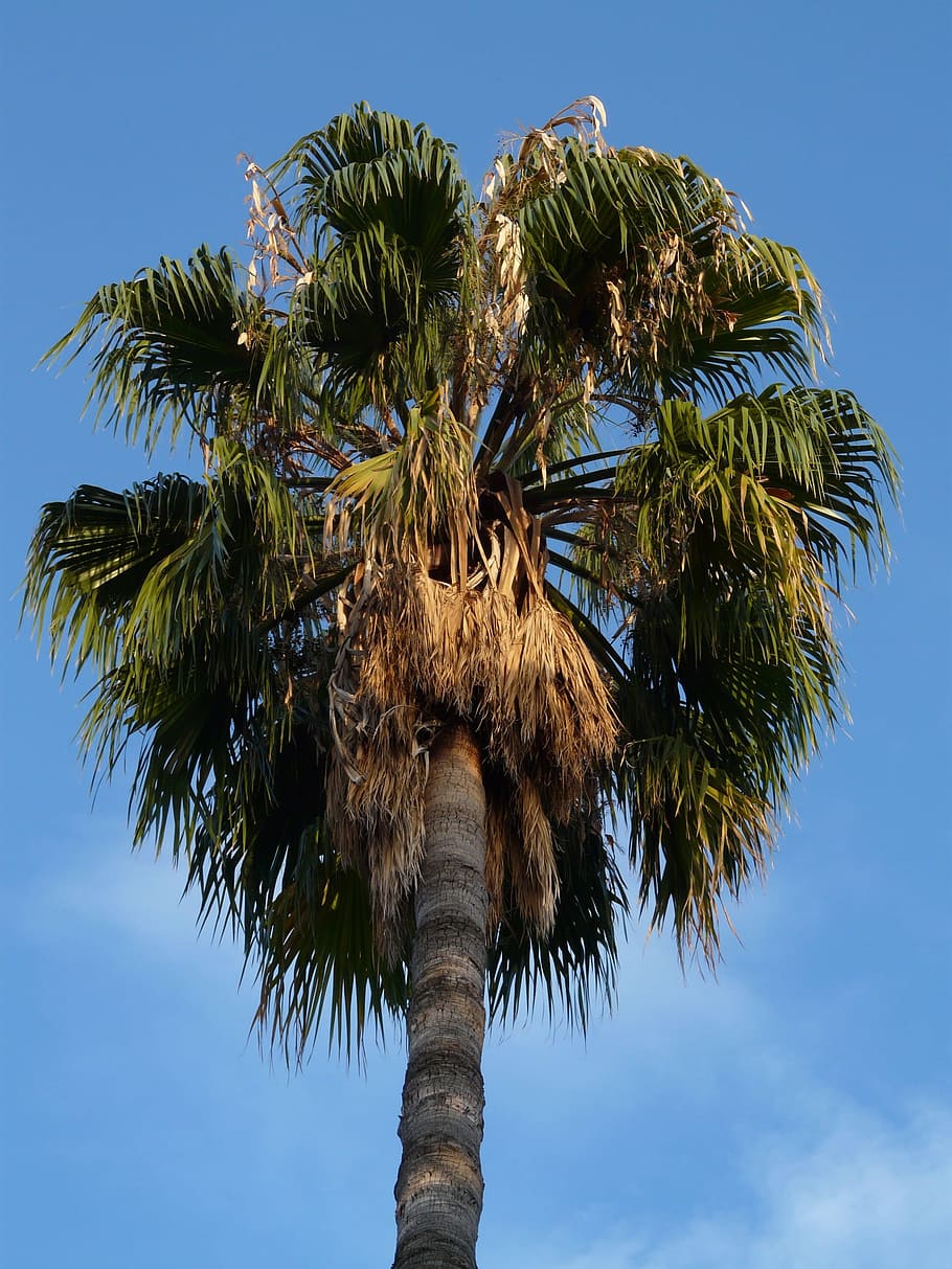 Palm, Date, Date Palm, Phoenix, Palm Tree, phoenix palm, crop, subtropical, tree, phoenix dactylifera
