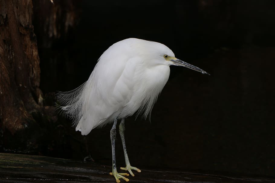 White, Bird, Nature, Animal, Snowy Egret, white, bird, egret, exotic, bright, green feet