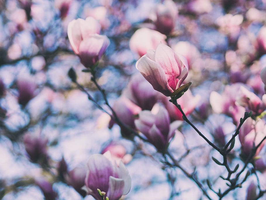 shallow, focus photography, pink, flowers, flower, bloom, nature, plant, bokeh, blur