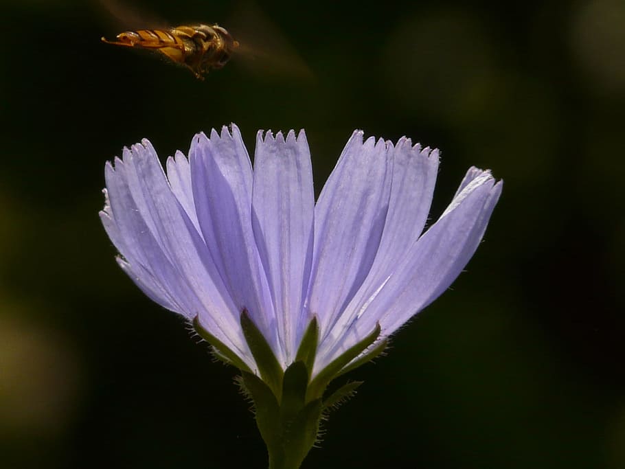 sawi putih umum, sawi putih, bunga, hoverfly, mekar, biru muda, ungu, violet, sawi putih biasa, cichorium intybus