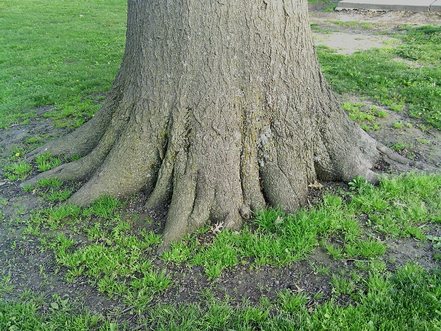 akar, padat, pohon, alam, kayu, pertumbuhan, kekuatan, metafora, integritas, berakar dan membumi