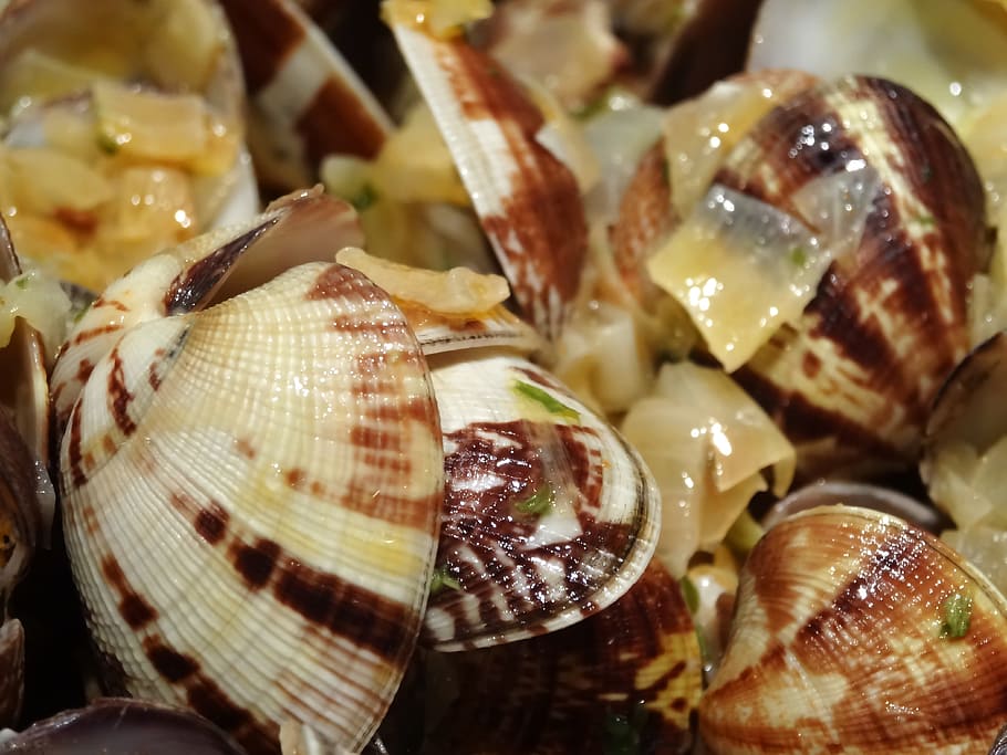 Shell, Eat, Sea, Fruit, Food, Restaurant, buah laut, animal Shell, moluska, hewan
