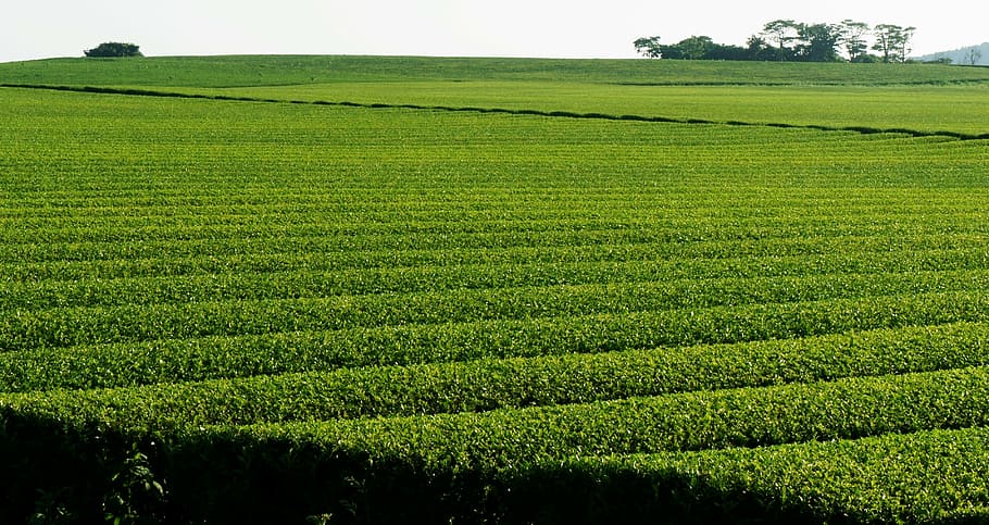 green, grassfield, daytime, landscape, green tea plantation, nature, environment, agriculture, crop, land