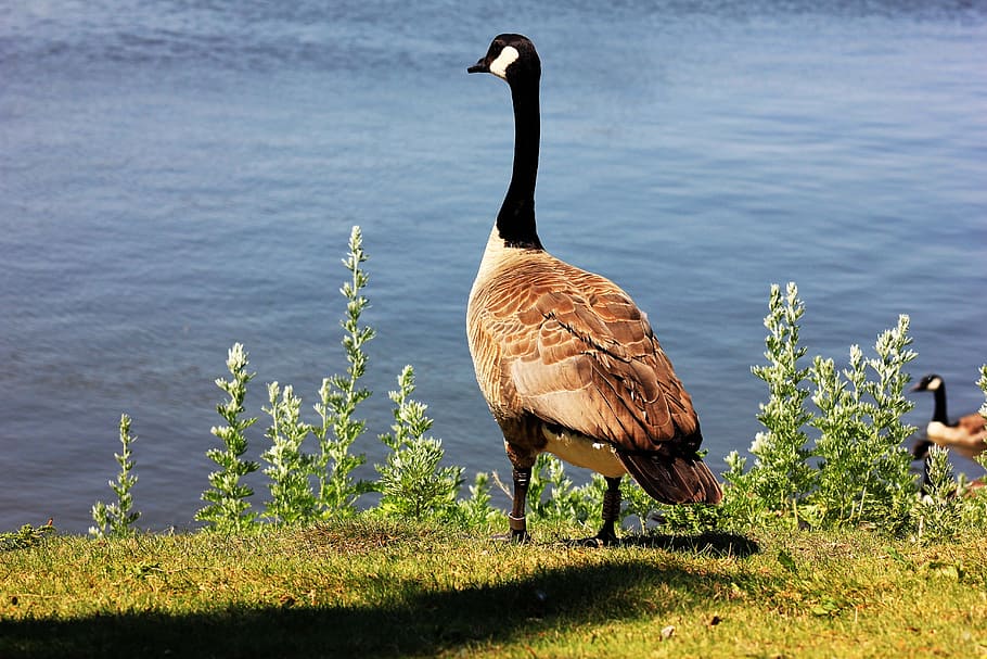 goose, regina, saskatchewan, geese, nature, canada, water, wild, bird, animal themes