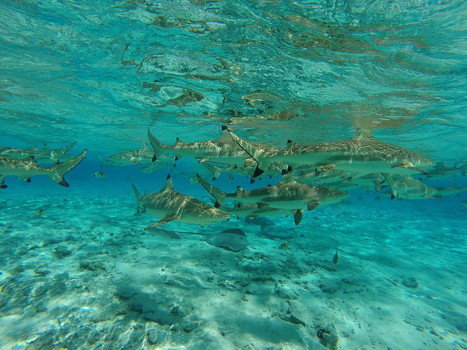 Tiburón, Mar, Agua, Patín, azul, temas de animales, bajo el agua, animales salvajes, peces, submarinos