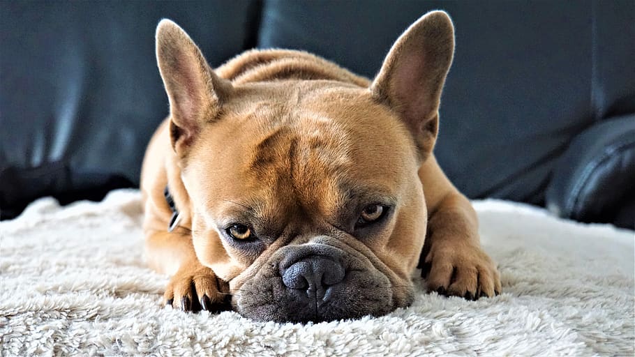 bulldog francés, perro, en el sofá, cansado, relajado, cara, patas, animal, pelaje, beige