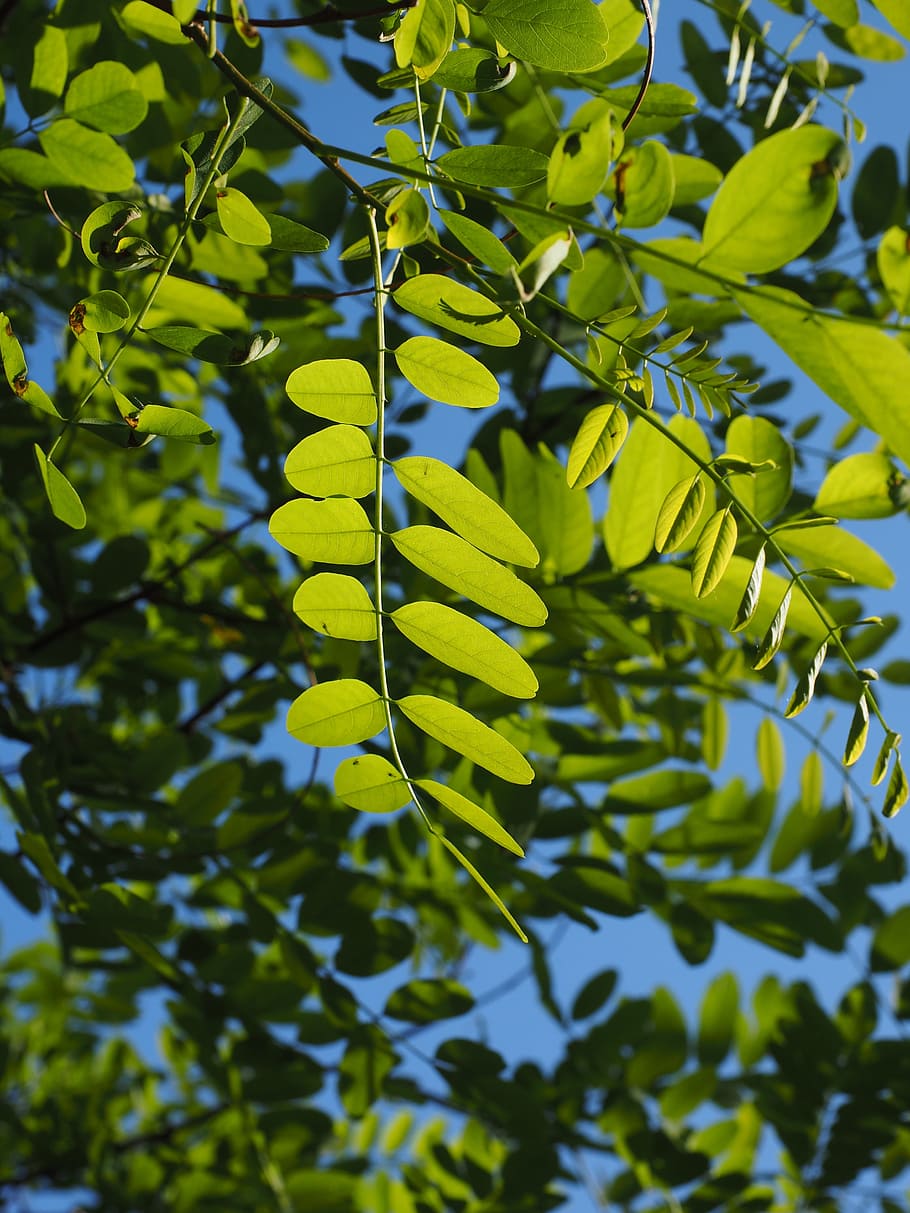葉, 緑, 木, 輝き, 緑の色合い, 光, 薄緑, 濃い緑, 一般的なカエデ, ロビニアプソイドアカシア