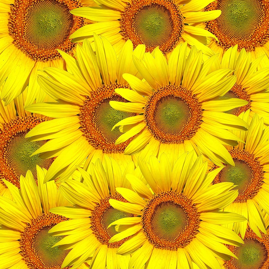 bed of sunflowers, sunflowers, sunflower, flower, floral, nature, wallpaper, background, pattern, design