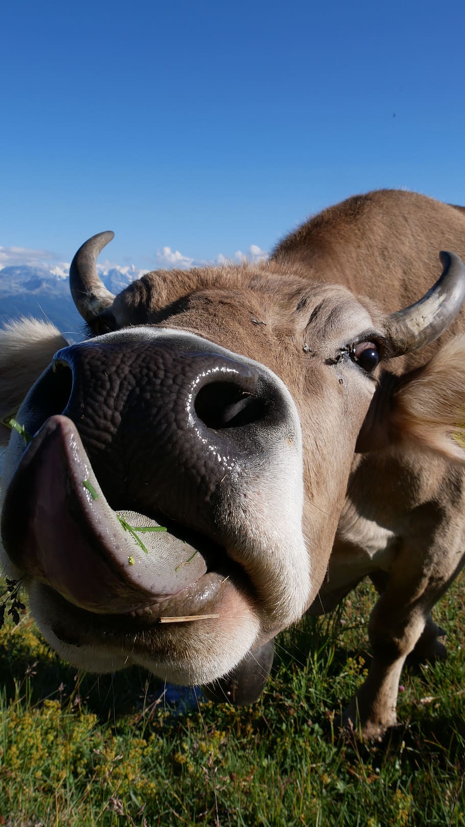 cow, animal, tongue, alps, nature, switzerland, valais, hiking, summer, mammal