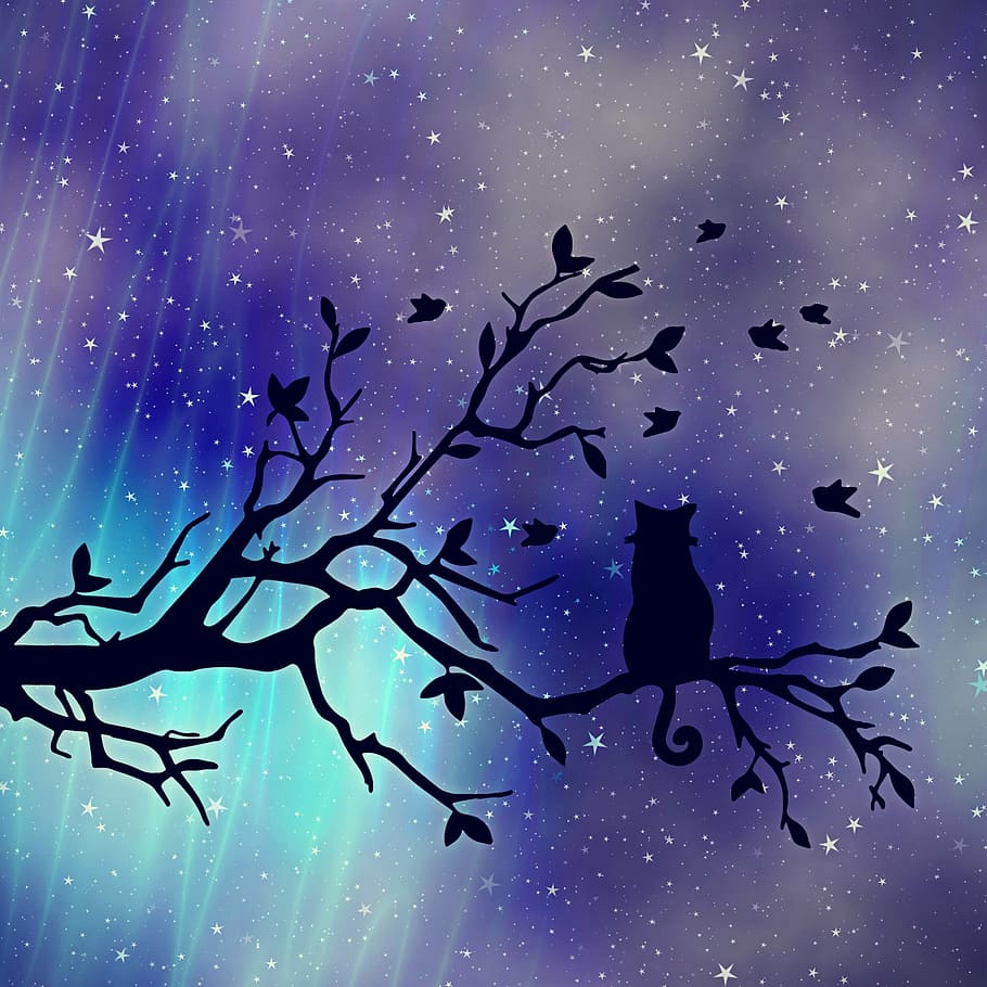 silhueta, gato, árvore, textura, fundo, céu noturno, estrela, céu estrelado, estética, atmosfera