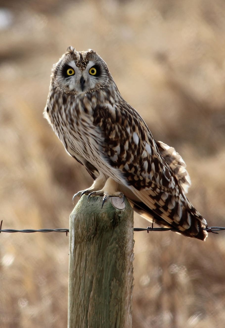 short eared owl, bird, perched, fence post, looking, profile, portrait, nature, wildlife, meadow