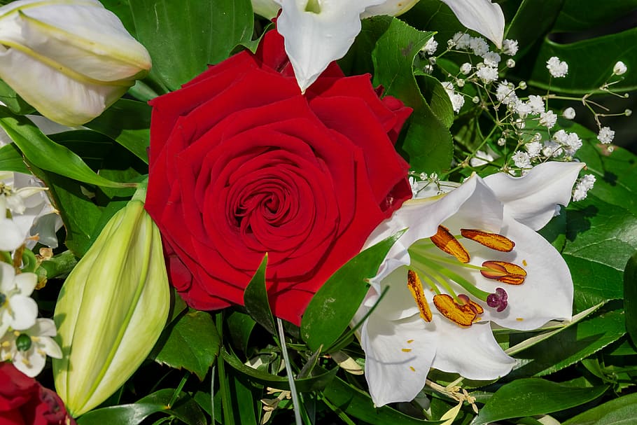 merah, putih, bunga petaled, buket, mawar, lili, mekar, strauss, bunga, romantis