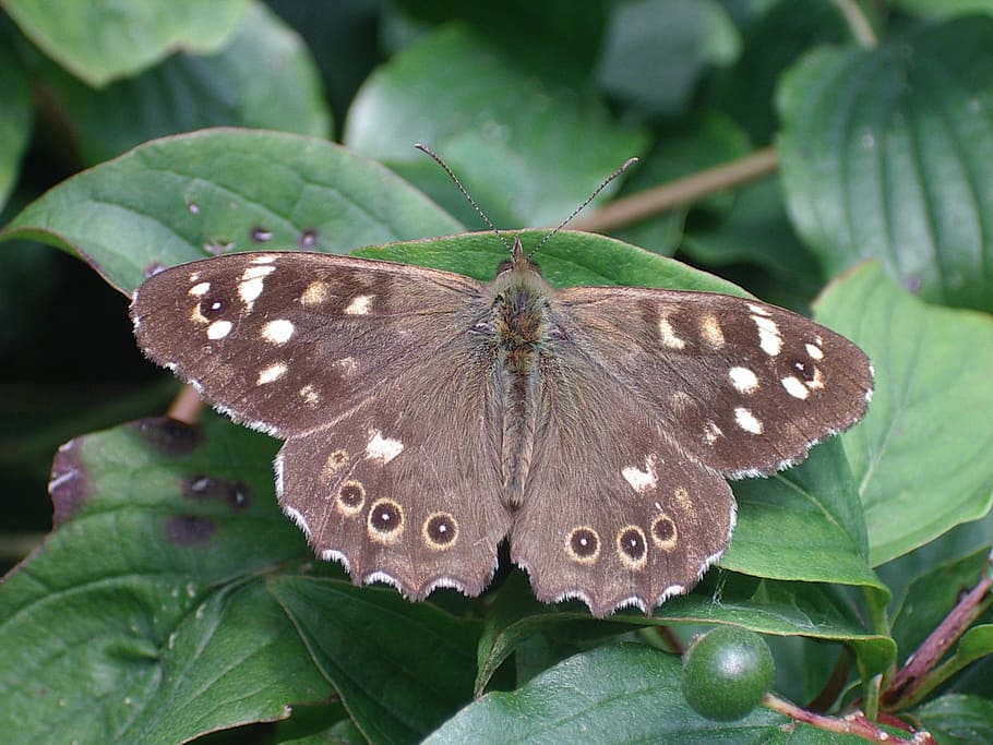 Butterfly, Speckled Wood, Nature, insect, butterfly - Insect, animal Wing, animal, beauty In Nature, wildlife, close-up