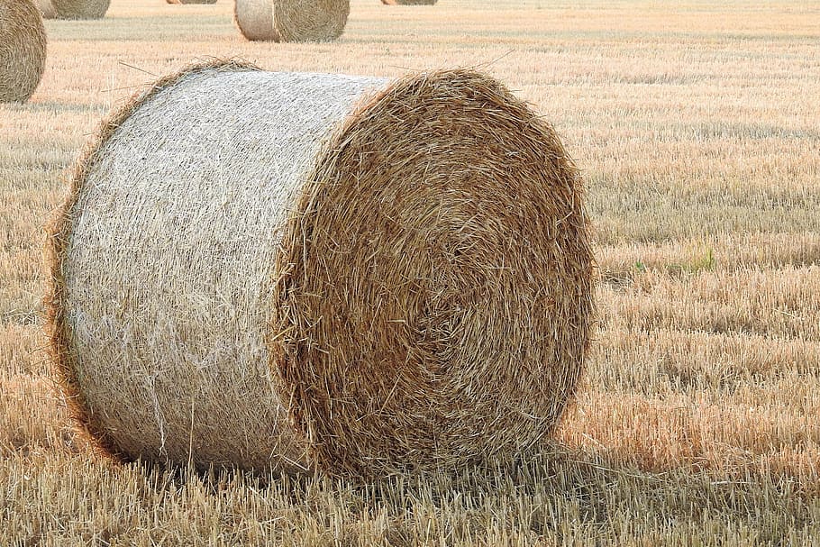 straw bales, stubble, summer, straw, round bales, bale, hay, field, agriculture, land