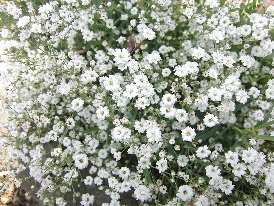 white flowers, gypsophila, flowers, plant nature, plant, white, flowering plant, flower, beauty in nature, fragility