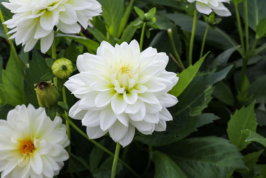 ダリア 植物 白 晩夏 秋の花 花 開花植物 自然の美しさ 脆弱性 成長 Pxfuel
