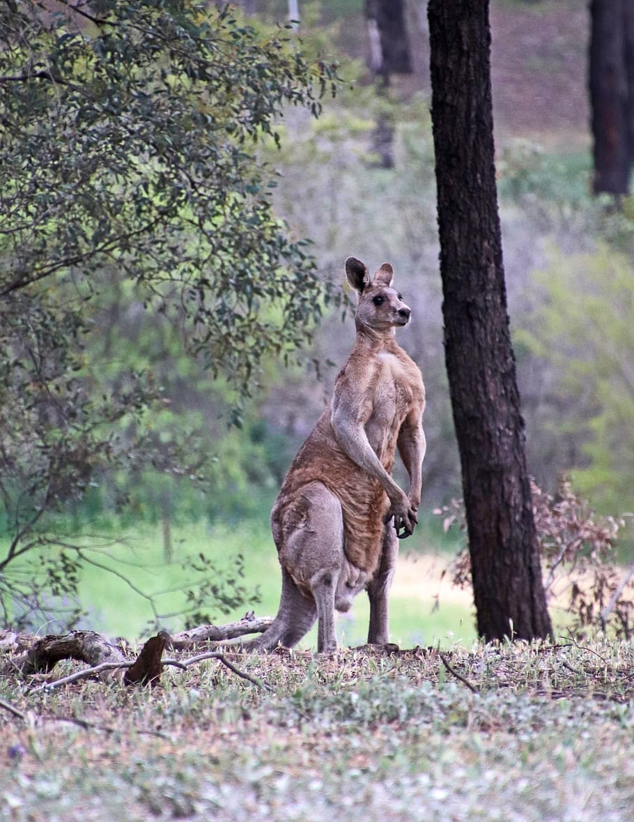 hewan, Kanguru, satwa liar, Australia, hutan, pohon, alam, tema binatang, menanam, binatang menyusui