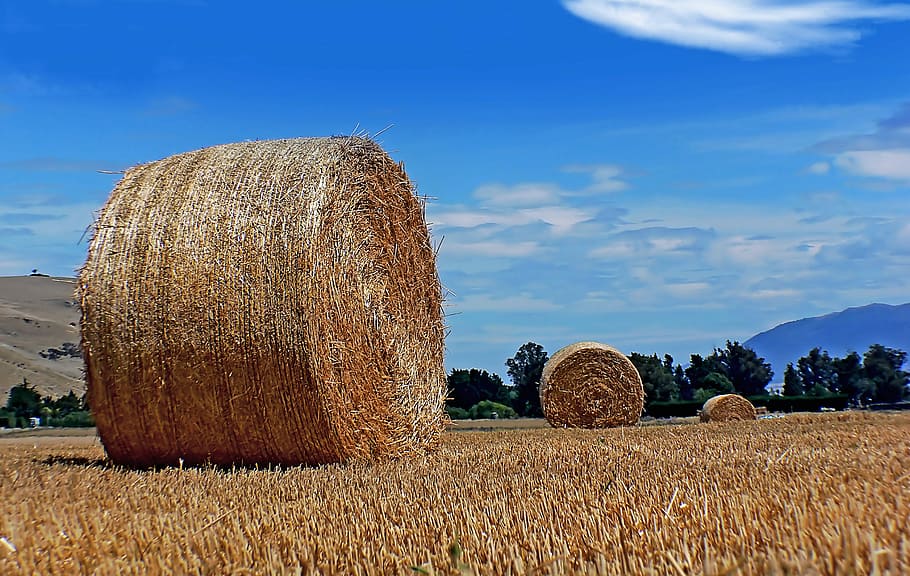 Big, hay bales, hay, stack, field, daytime, bale, land, agriculture, landscape