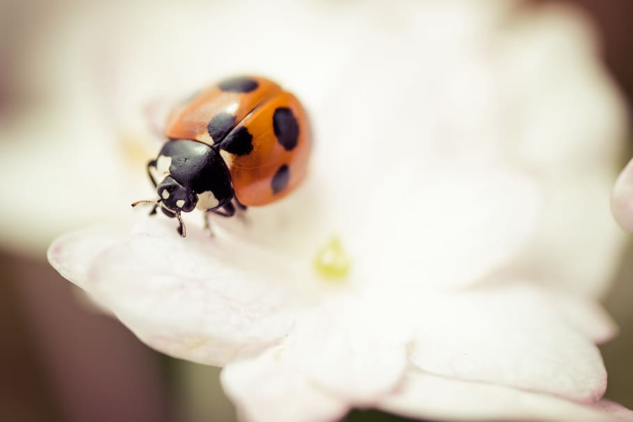 orange, ladybird perching, white, petaled flower, selective, focus photography, creatures, natural, flowers, insect