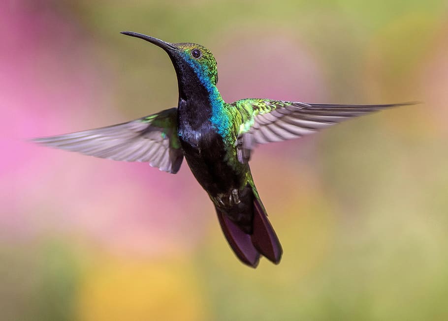 hijau, biru, burung bersenandung, hewan, burung, bulu, penerbangan, terbang, wallpaper hd, burung kolibri