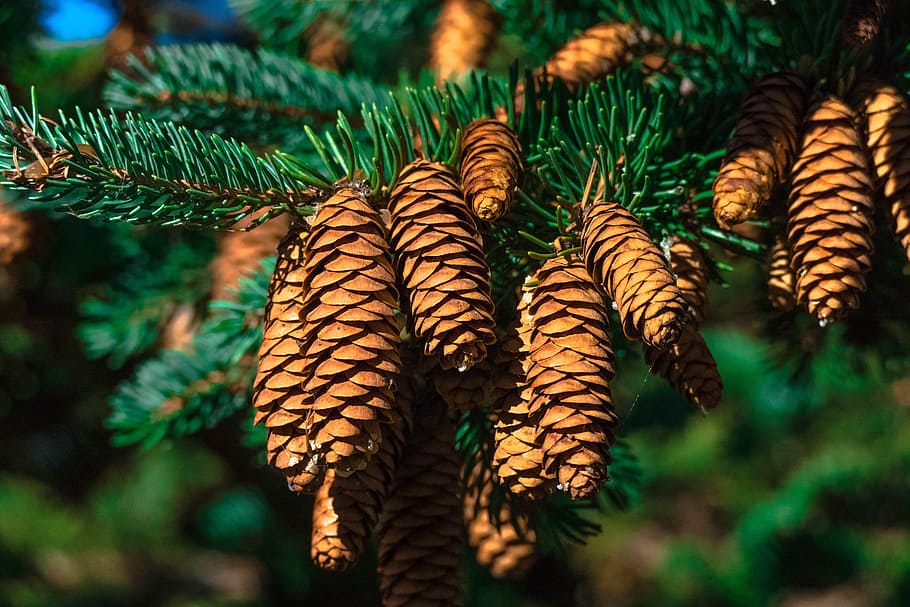 shallow, focus, brown, pine cones, canada, tree, nature, park, forest, plant