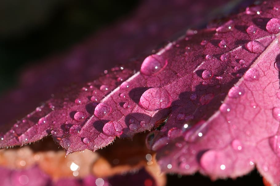 leaf, water, droplets, close up, nature, outdoors, plants, vegetation, growth, wet