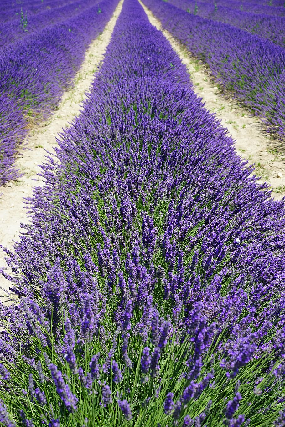 ungu, bidang bunga lavander, bidang lavender, jalur, jauh, bunga lavender, bunga, flora, lavender, biru