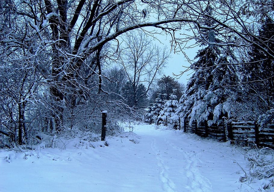 tinggi, pohon, salju, jalan topi salju, siang hari, tutup salju, jalan, musim dingin, liburan, musim