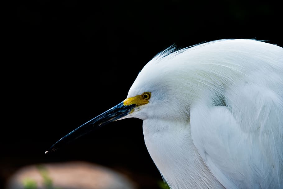 bird, wildlife, nature, feather, wing, snowy egret, yellow eye, long beak, closeup, perched