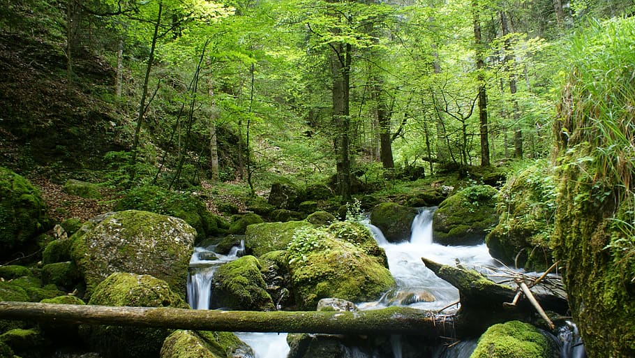 river, forest, trees, nature, water courses, water, rock, current, green, national park